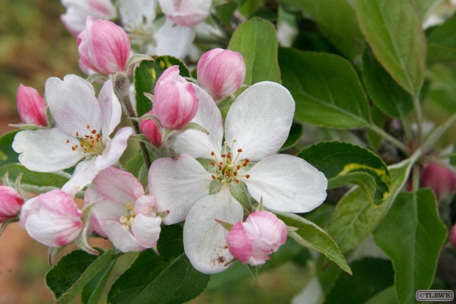 Apple Blossoms Mk01
