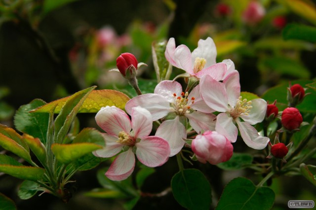 Apple Blossoms Mk02