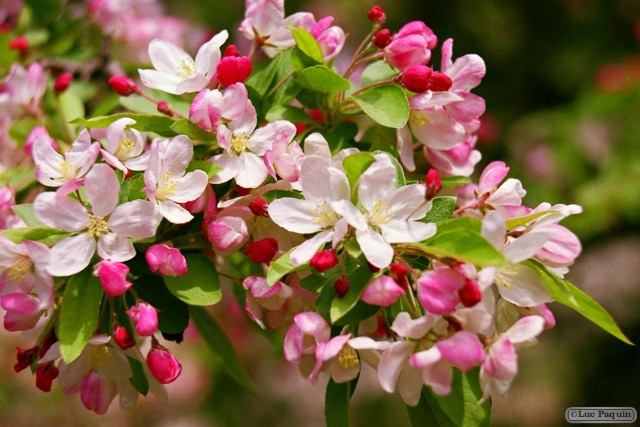 Apple Blossoms Mk03