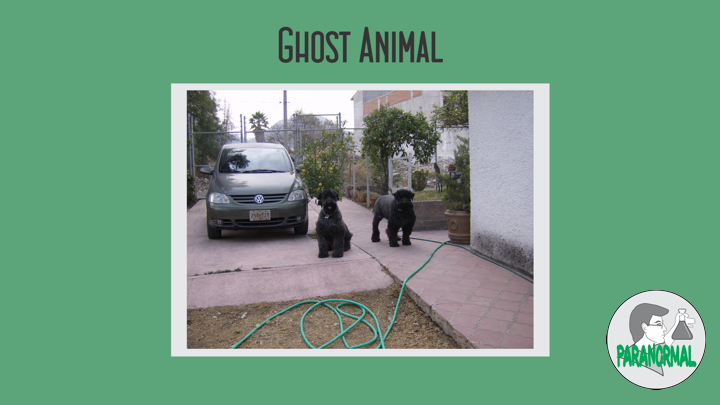 Ghost Animal